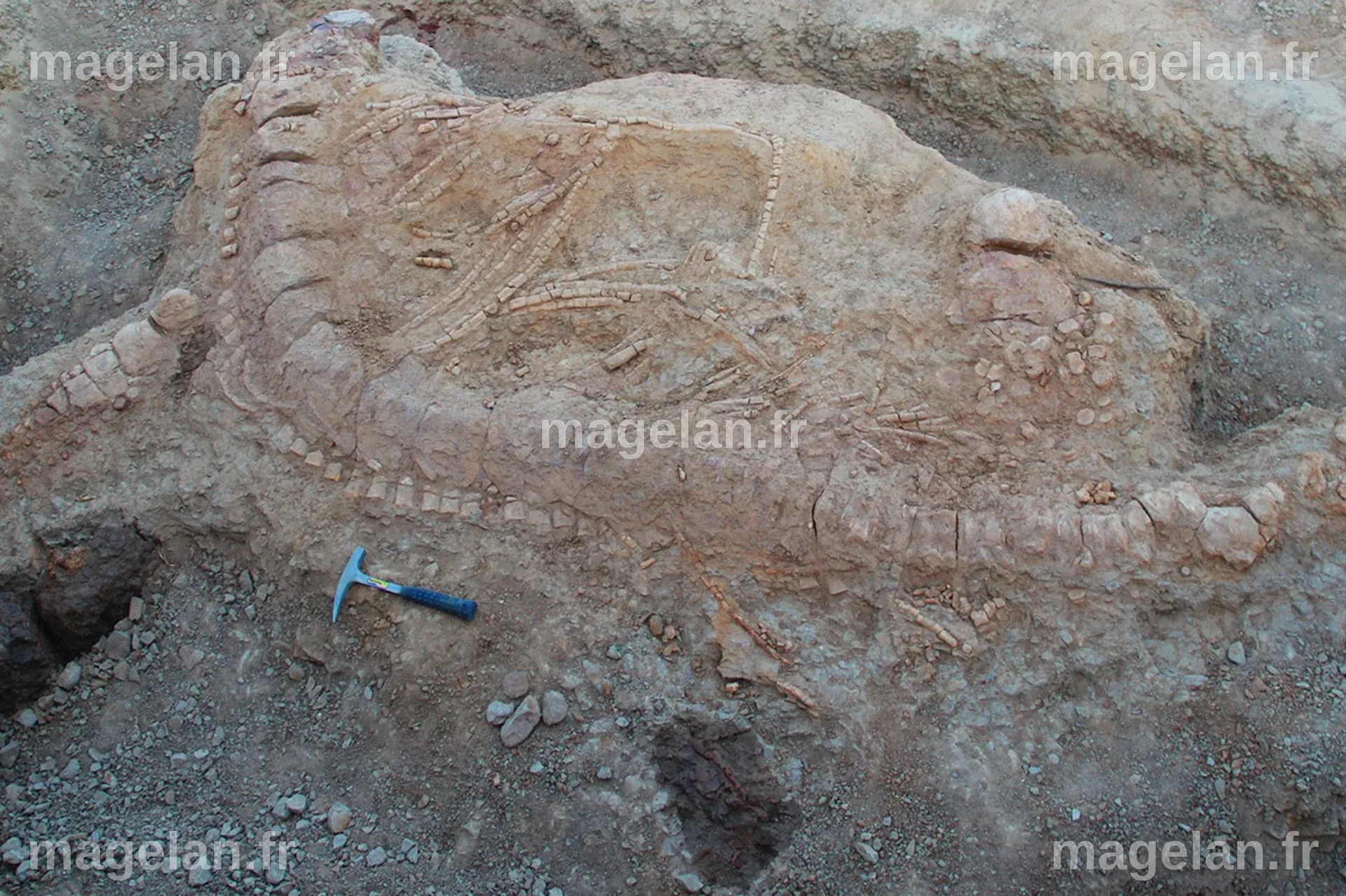Inde : un monstre marin vieux de 150 millions d’années découvert