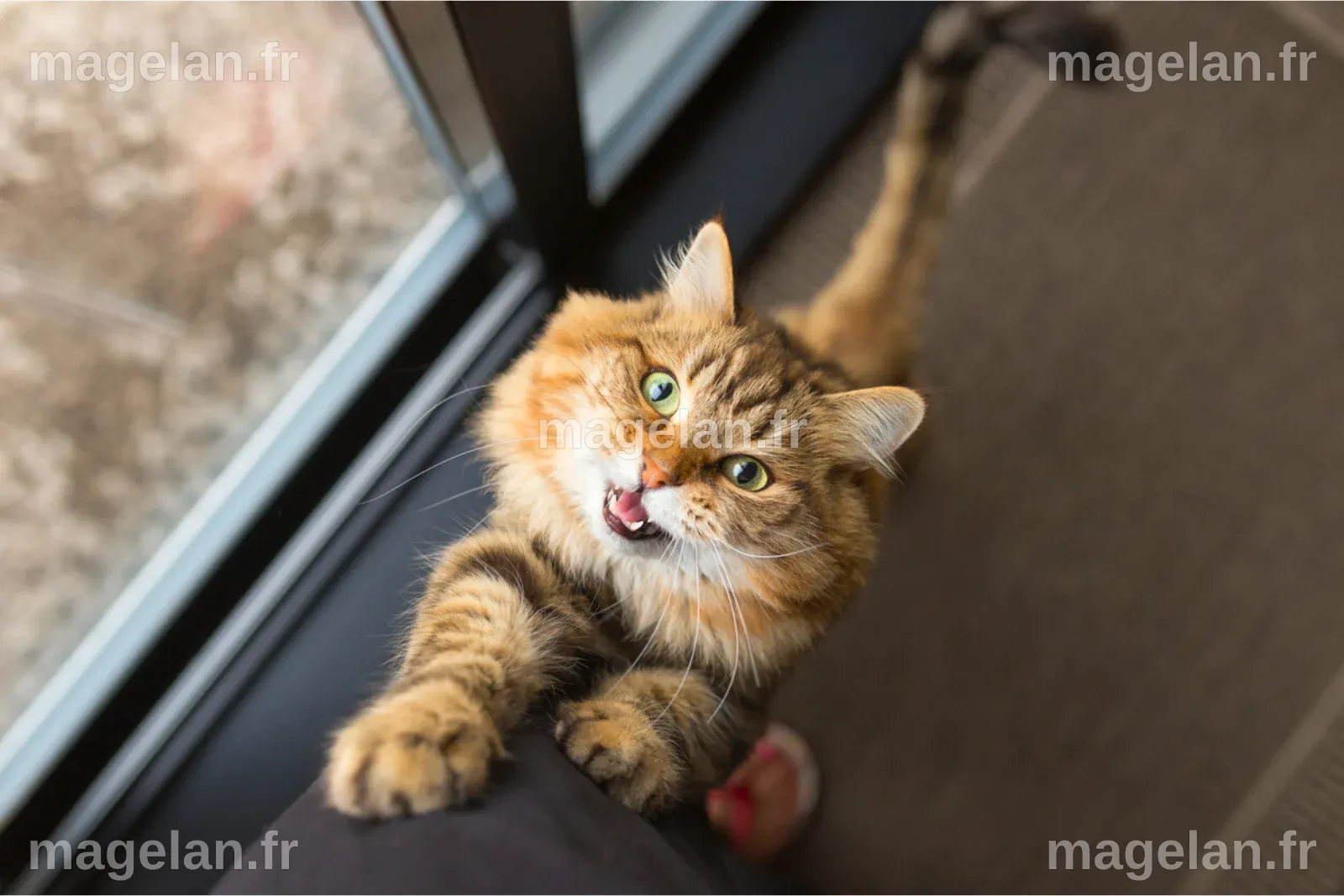 Voici la technique validée par la science pour appeler votre chat