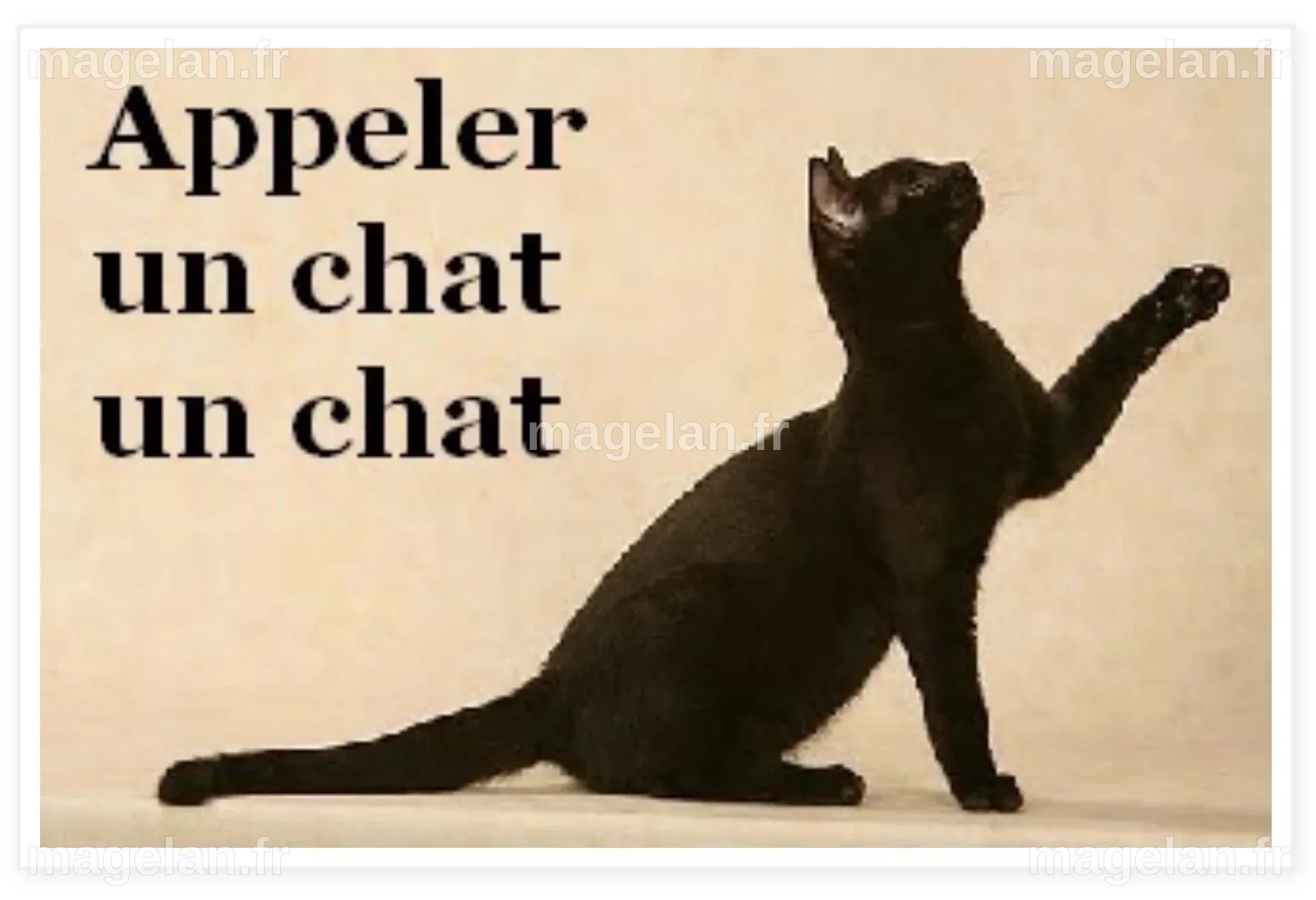 Découvrez la méthode scientifique pour appeler efficacement votre chat !