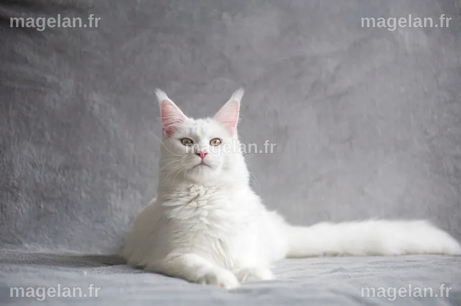 Les 5 personnalités du chat : laquelle est celle de votre chat