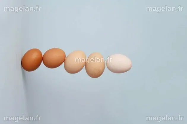 Démystification des œufs : Quelle est la vraie différence entre les œufs bruns et blancs ?