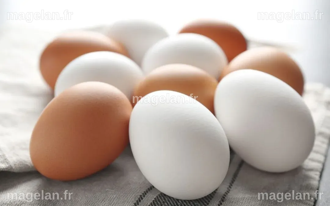 Quelle est la différence entre les oeufs blancs et les oeufs bruns ...