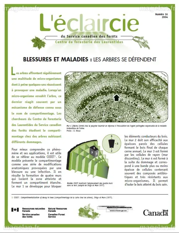 Blessures et maladies : Les arbres se défendent | Canadian Conservation ...