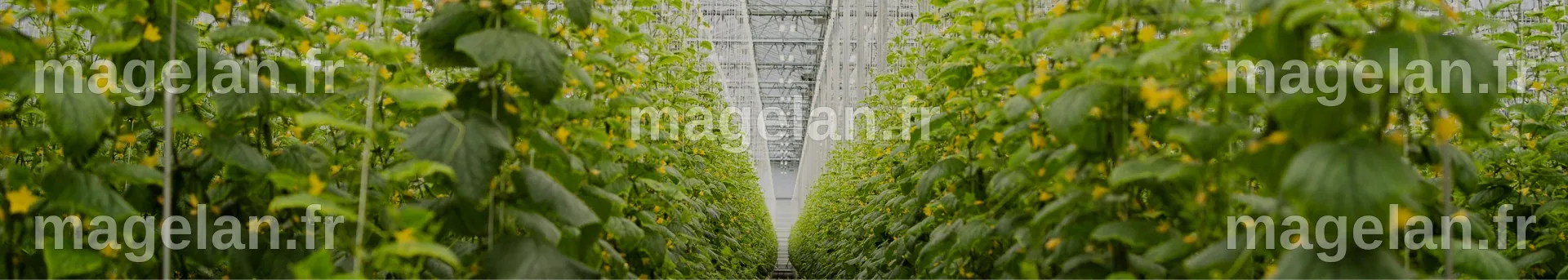 Sollum Technologies et Leaficient dévoilent une avancée majeure : la ...