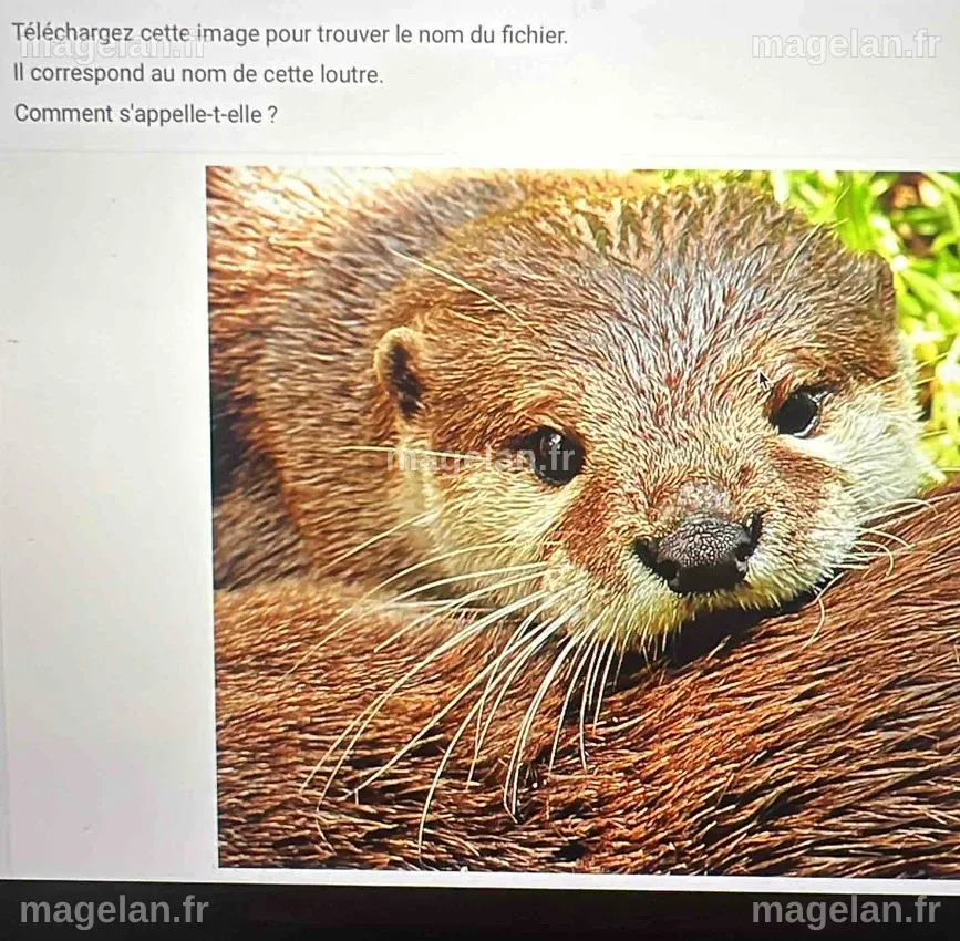 Résolu :Téléchargez cette image pour trouver le nom du fichier. Il ...