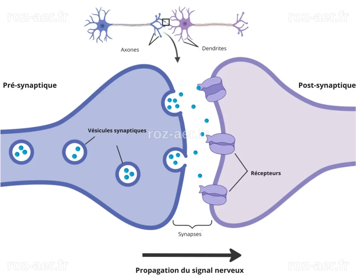 Fiche IDE : Cellules excitables, le neurone - Notion Infirmier