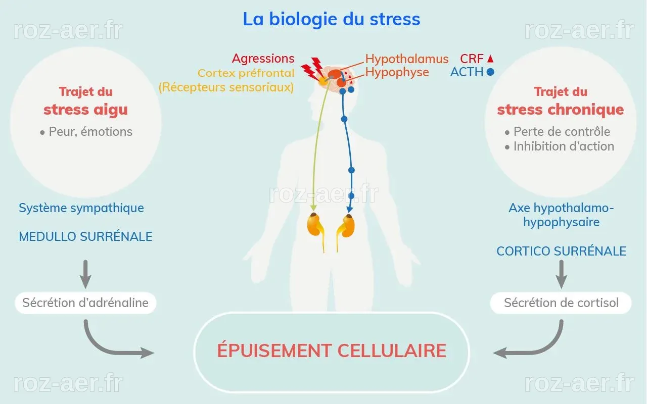 Des avancées scientifiques révèlent le lien entre stress et poussées d'eczéma via des neurones spécifiques