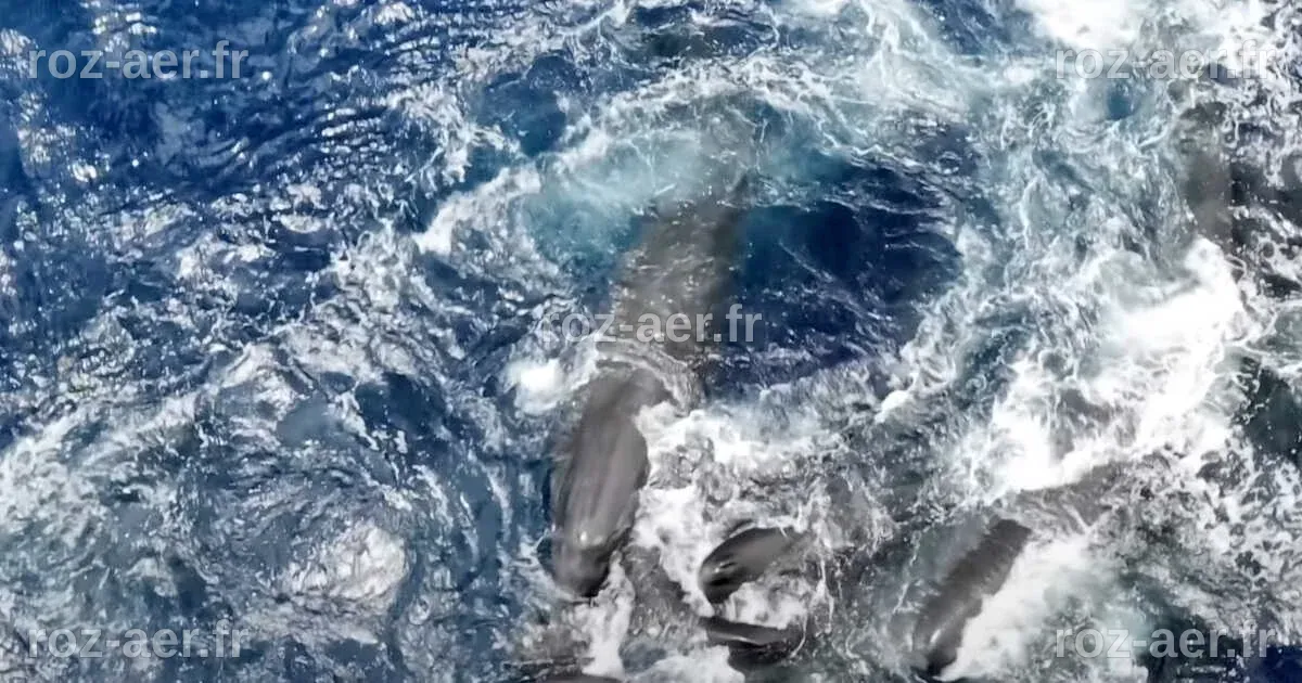 Révolutionnaire : la naissance d'un cachalot capturé en vidéo pour la ...
