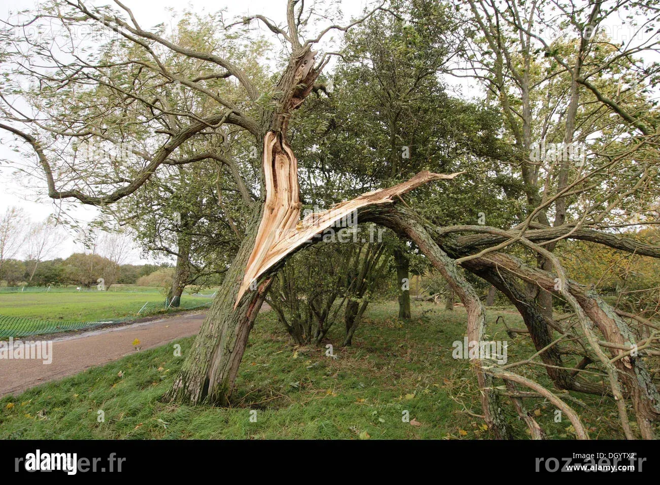 Des vents violents déracinent des arbres et provoquent des coupures de courant dans la région