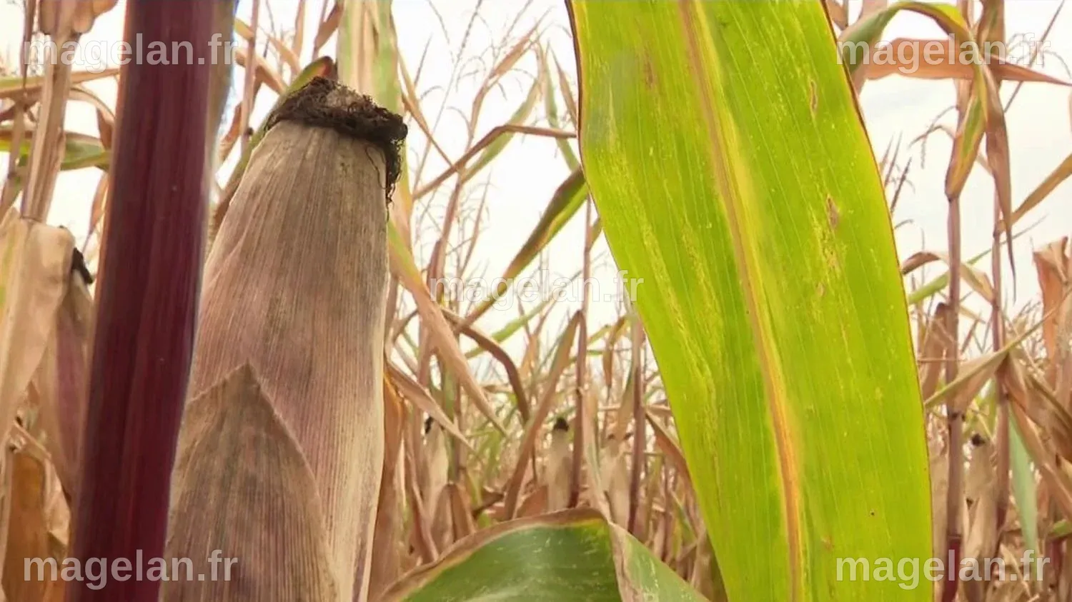 Agriculture : forte baisse de la récolte de maïs - TrendRadars Français