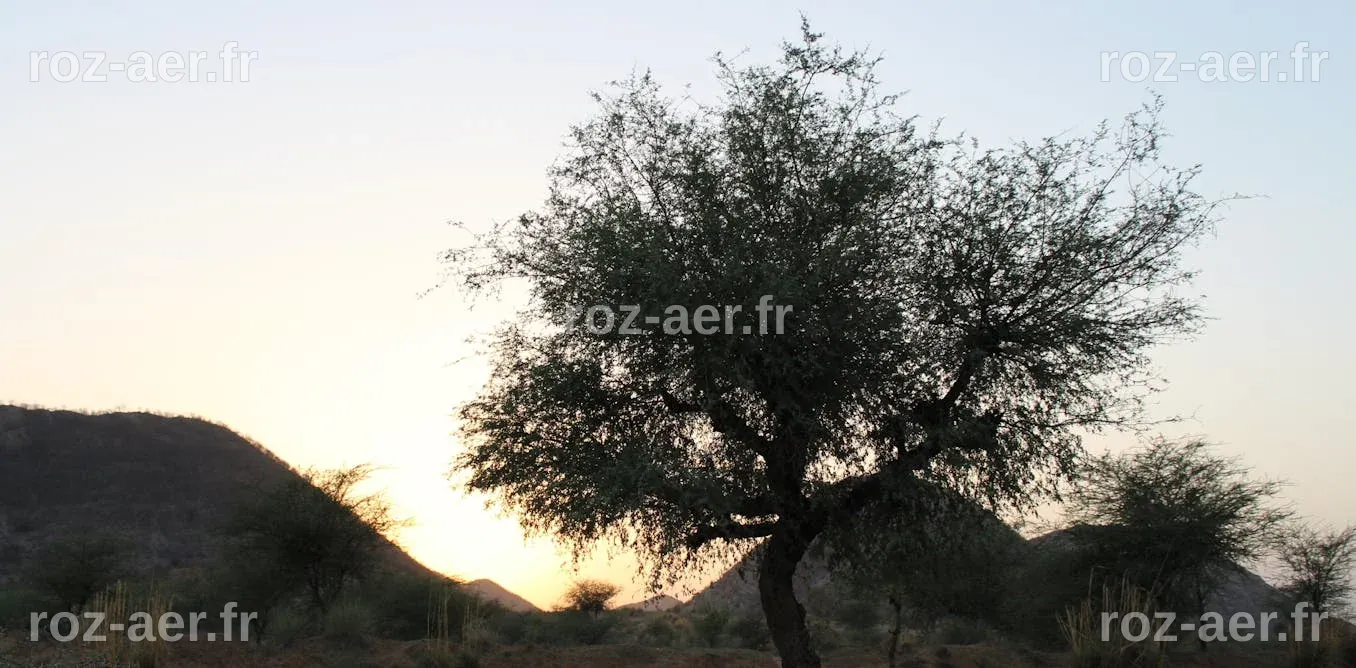 Khejri, l’arbre qui donne vie au désert