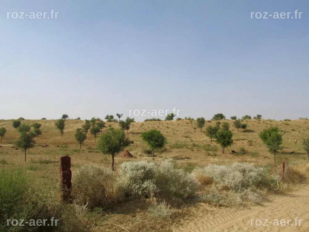 Khejri, l’arbre qui donne vie au désert