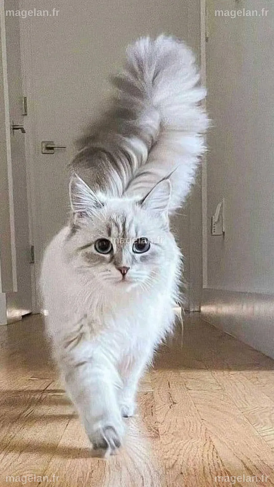 5 races de chats les plus affectueux – Artofit