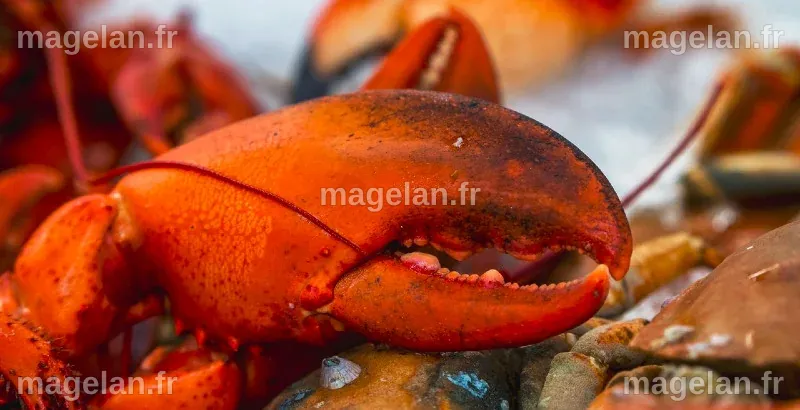 Les prix des homards des Maritimes grimpent en flèche- HRImag : HOTELS ...
