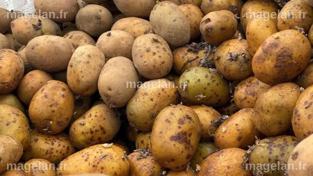 Panier des BFM: pourquoi les prix des pommes de terre grimpent en ...