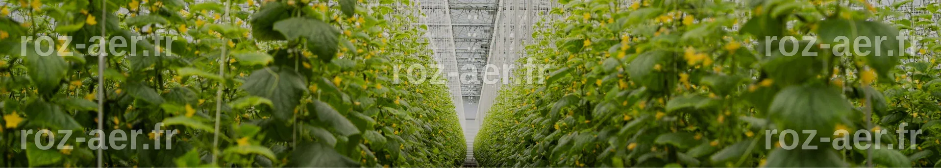 Sollum Technologies et Leaficient dévoilent une avancée majeure : la ...