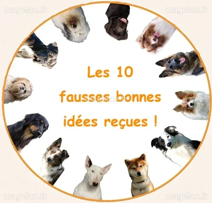 Les 10 idées reçues sur les chiens ! - Canidom
