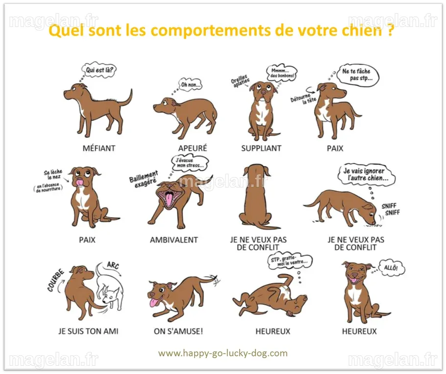 Comportements canins - Happy-Go-Lucky Dog Belgium | Chandra Tomson