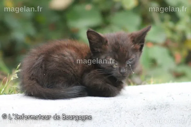 Bien-être animal - Julien Odoul dépose une proposition de loi - L ...