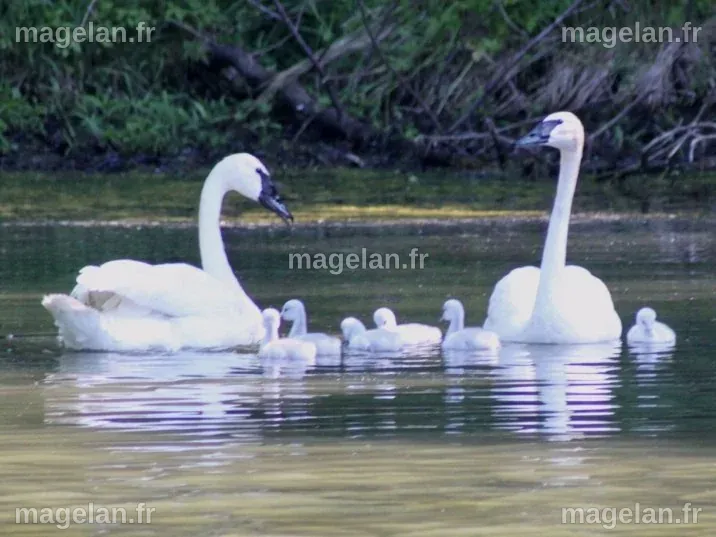Missing: Michael Cudahy's swans