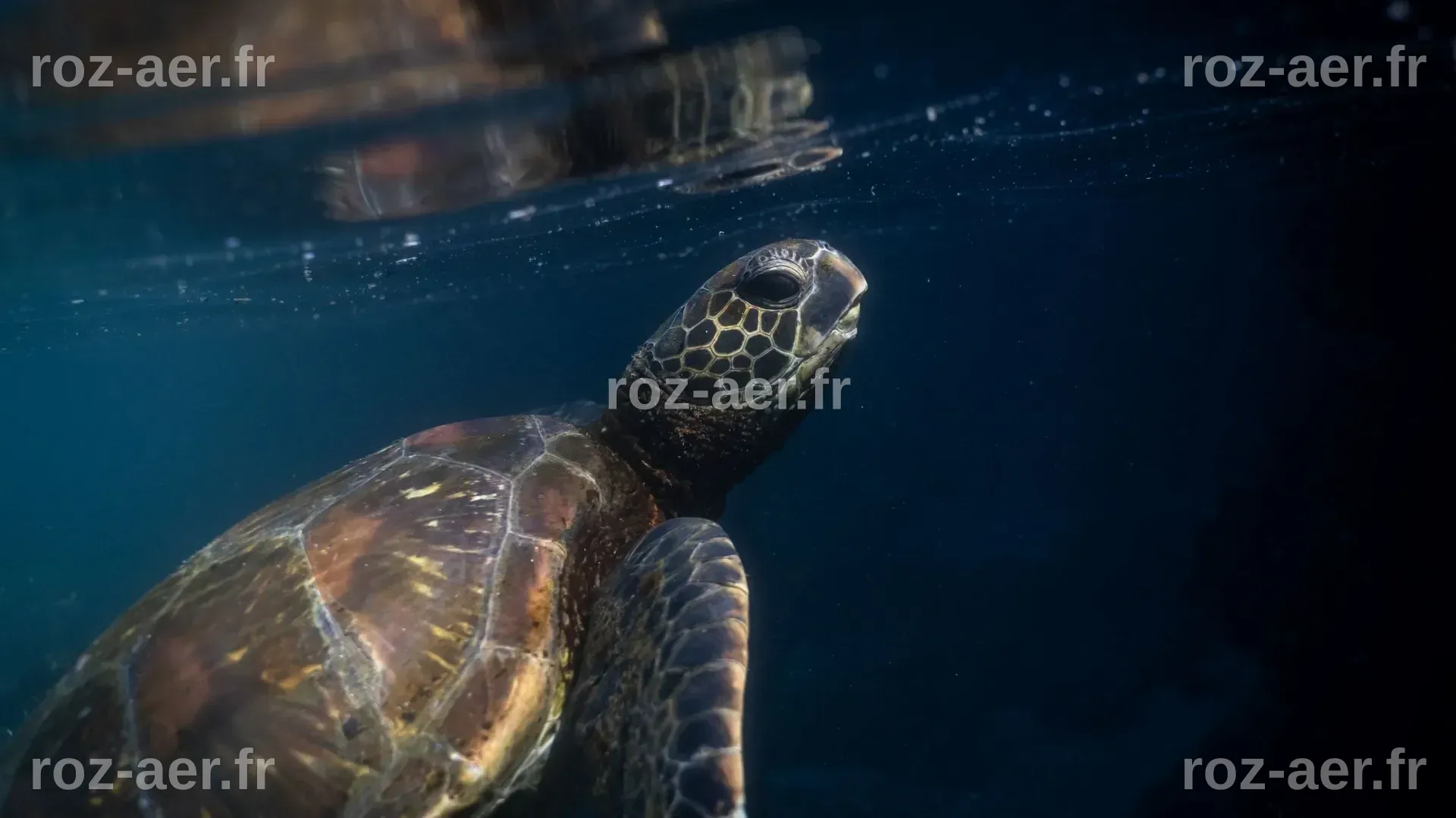 'Elles fuient la chaleur, mais nagent vers le danger'... les tortues ...