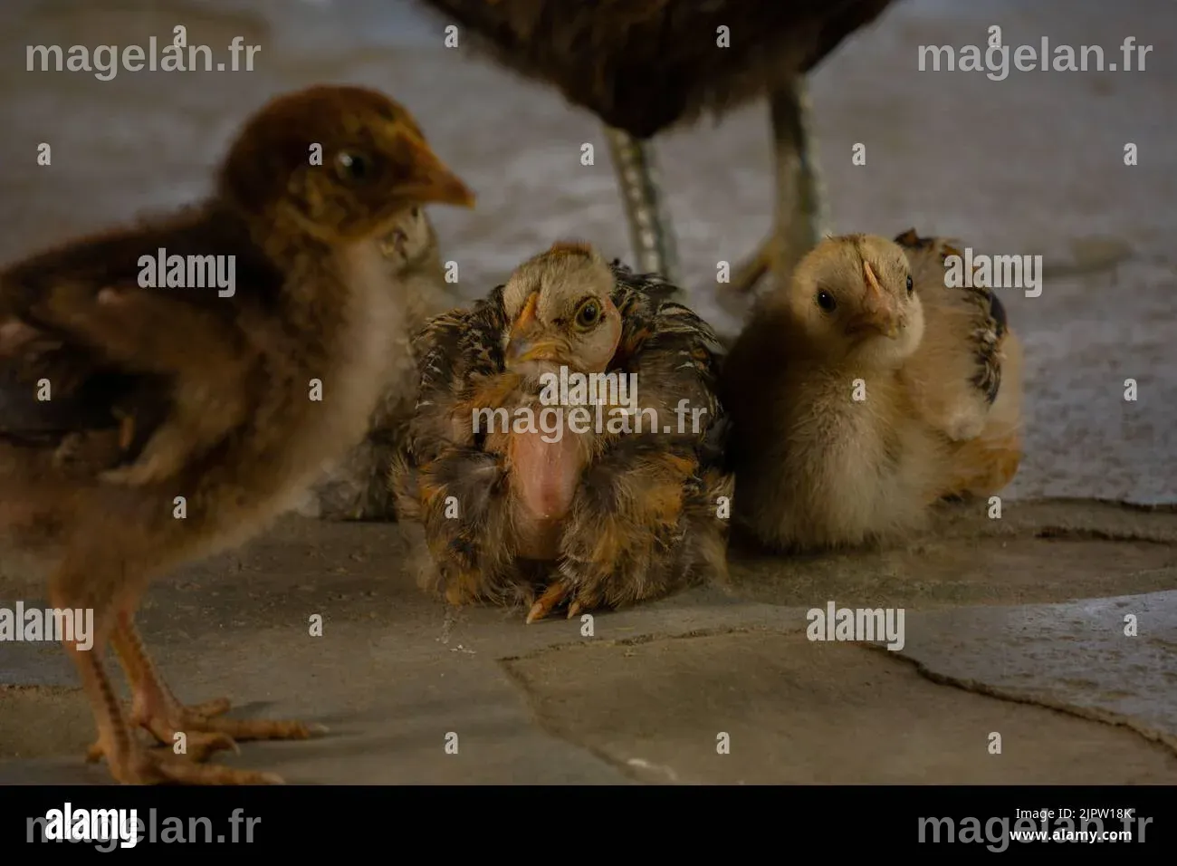 Les poussins sont assis aux pieds de la mère. De tels poussins se ...