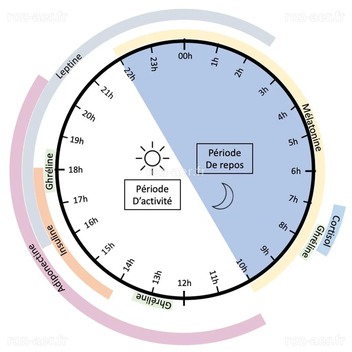 Heures des repas, sommeil… Pourquoi et comment respecter son « horloge ...