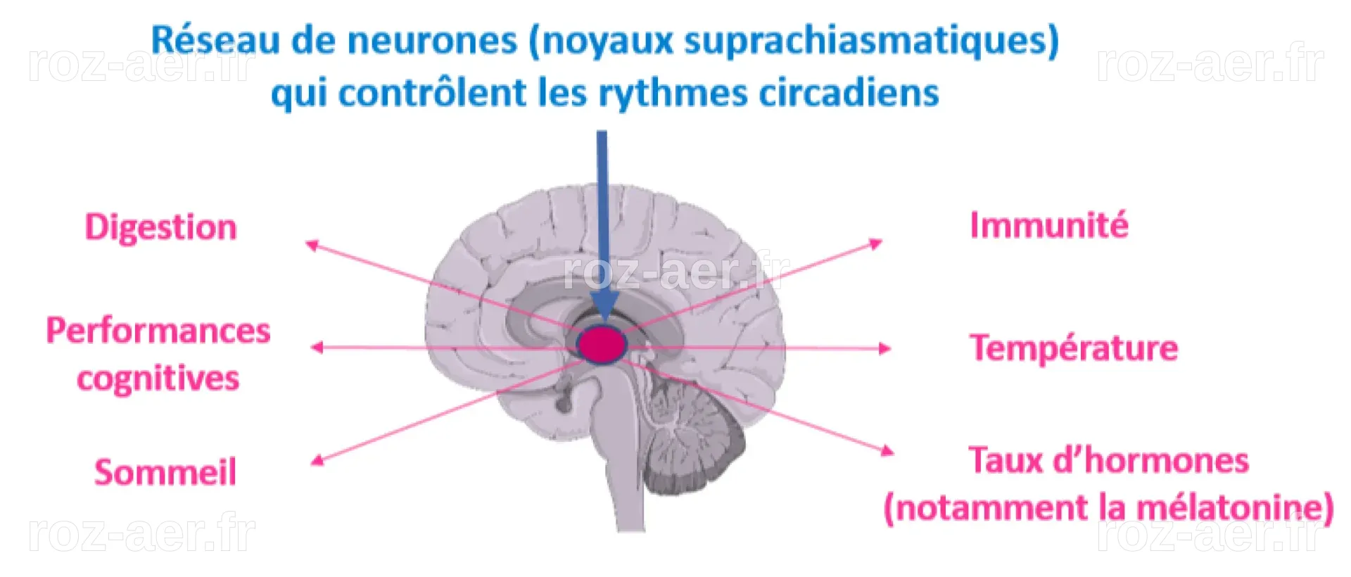 Sommeil et horaires décalés | A Chacun son Sommeil