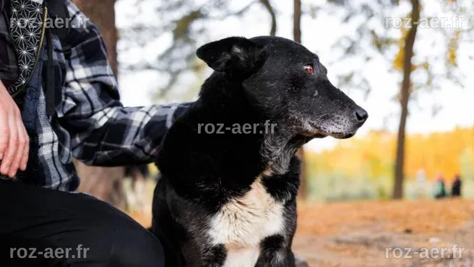 Un homme et son ami à quatre pattes entretiennent une relation unique ...