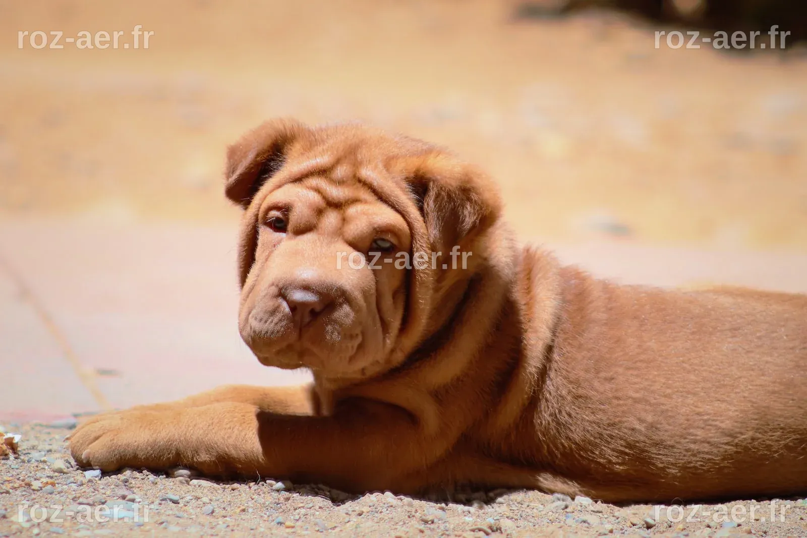 Tout savoir sur le Sharpei - Des chiens au poil