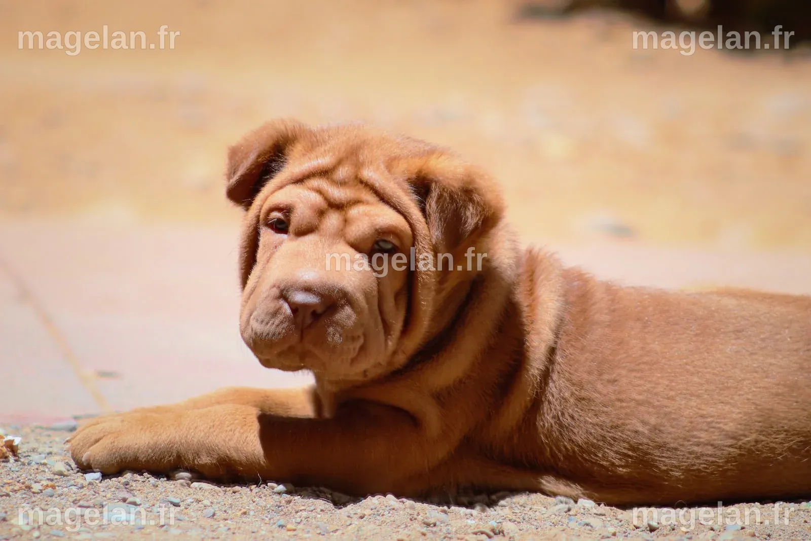 Tout savoir sur le Sharpei - Des chiens au poil