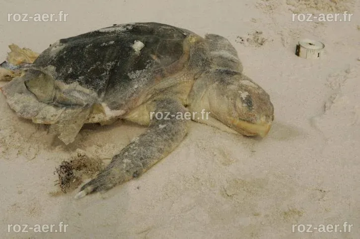 Image libre: kemp, ridley, mer, tortue, en voie de disparition, lavages ...
