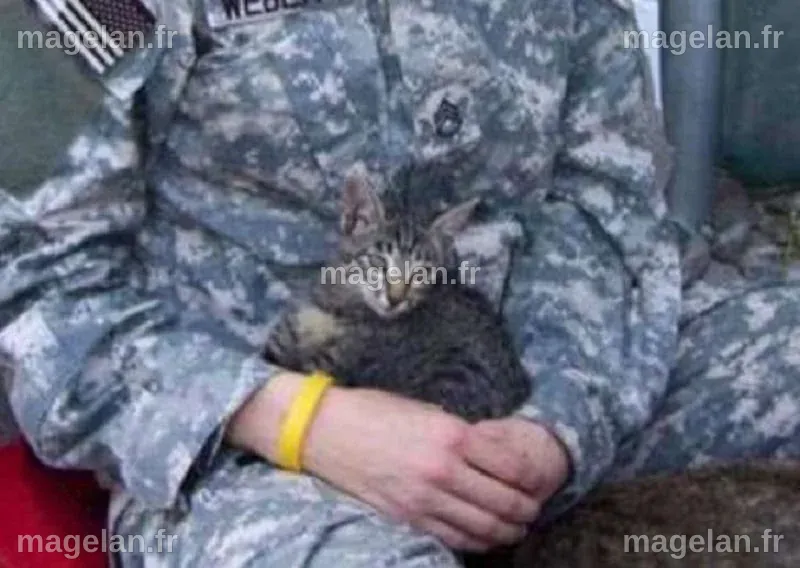 Une militaire fait la rencontre d’un chaton pendant son service en ...