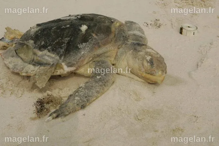 Image libre: kemp, ridley, mer, tortue, en voie de disparition, lavages ...