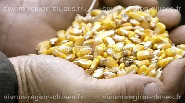 10 graines à croissance rapide qui germent rapidement - Sante Peau Noir