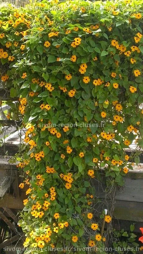 Semez les plus belles plantes annuelles grimpantes – Artofit