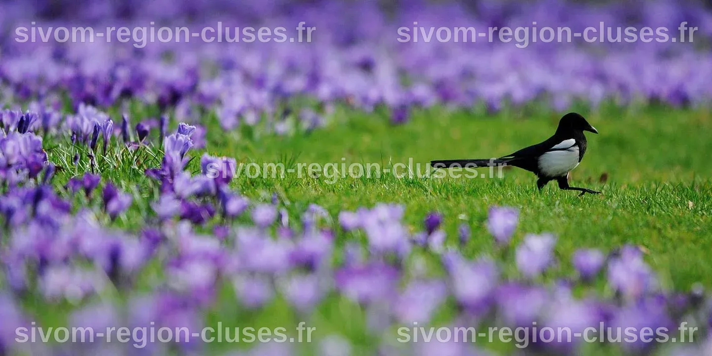 Une petite victoire pour les fouines, belettes, pies et corneilles...