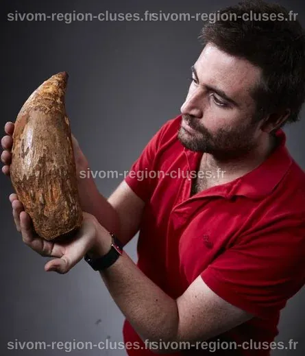 La dent d'un cachalot "monstrueux" retrouvée sur une plage australienne ...