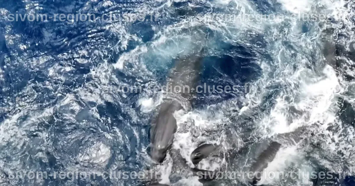 Révolutionnaire : la naissance d'un cachalot capturé en vidéo pour la ...