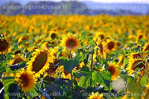 Le tournesol, un gagnant inattendu de la crise - Les Petites Affiches 64