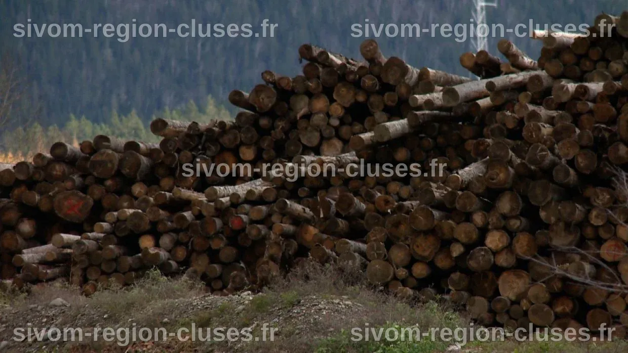 Lésions professionnelles : les travailleurs forestiers face aux dangers ...