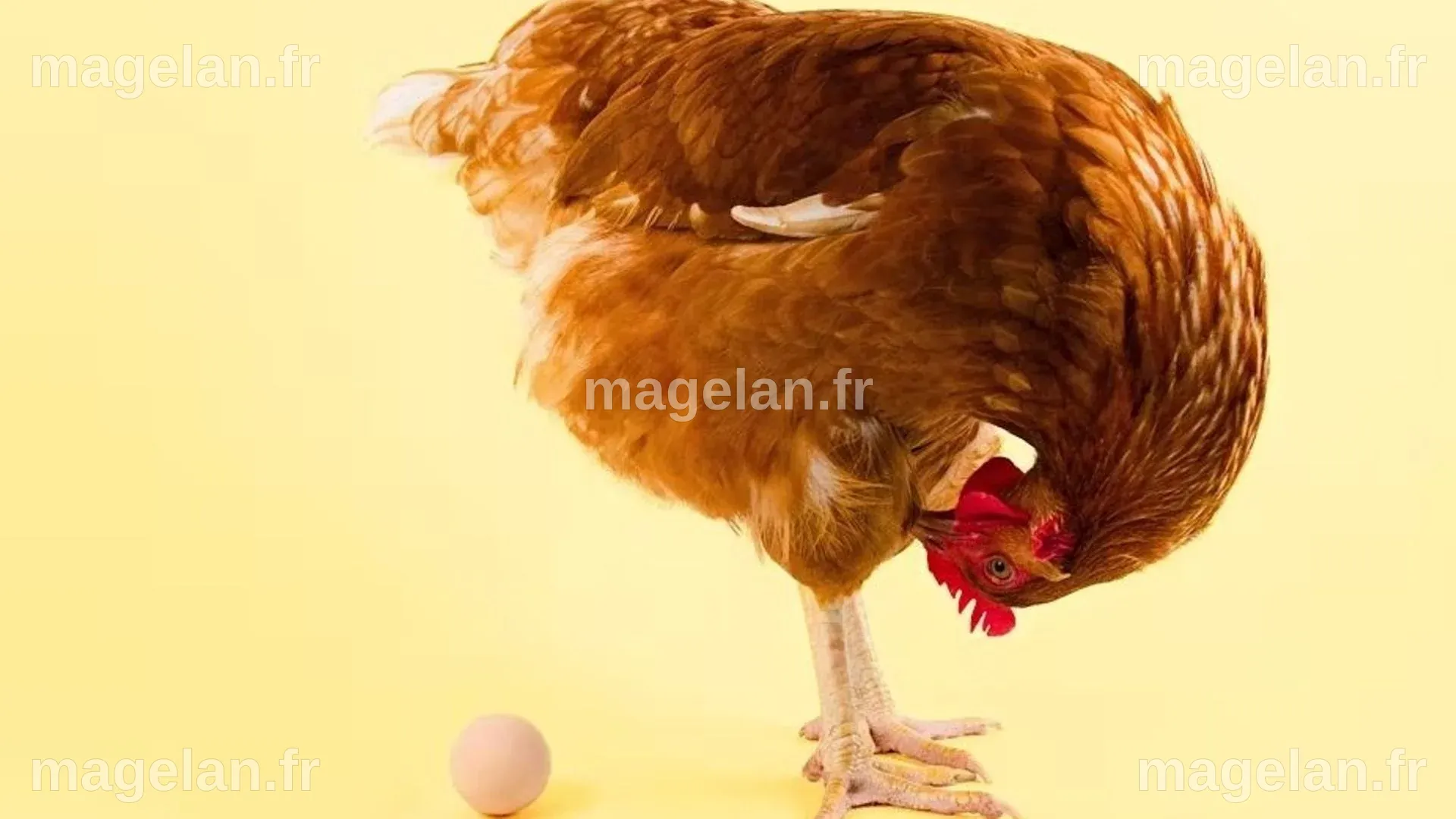 L’œuf ou la poule : un dilemme pour l’esprit et la science - RTBF Actus