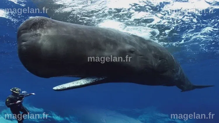 Stunning Footage of Sperm Whales Attempting to Communicate With ...