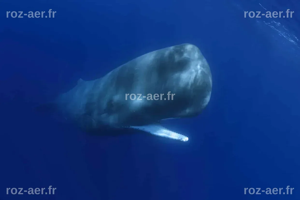 Scientists Finally Catch Sperm Whales Headbutting on Camera