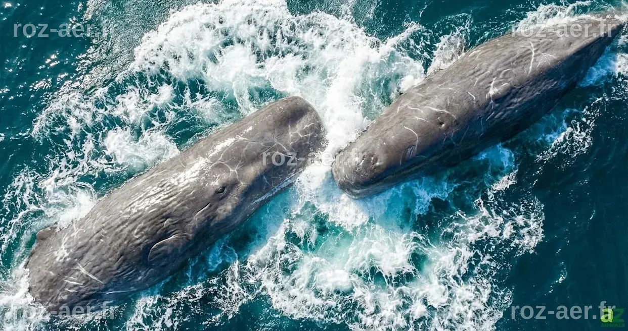 Des scientifiques capturent enfin des cachalots se donnant des coups de tête en vidéo