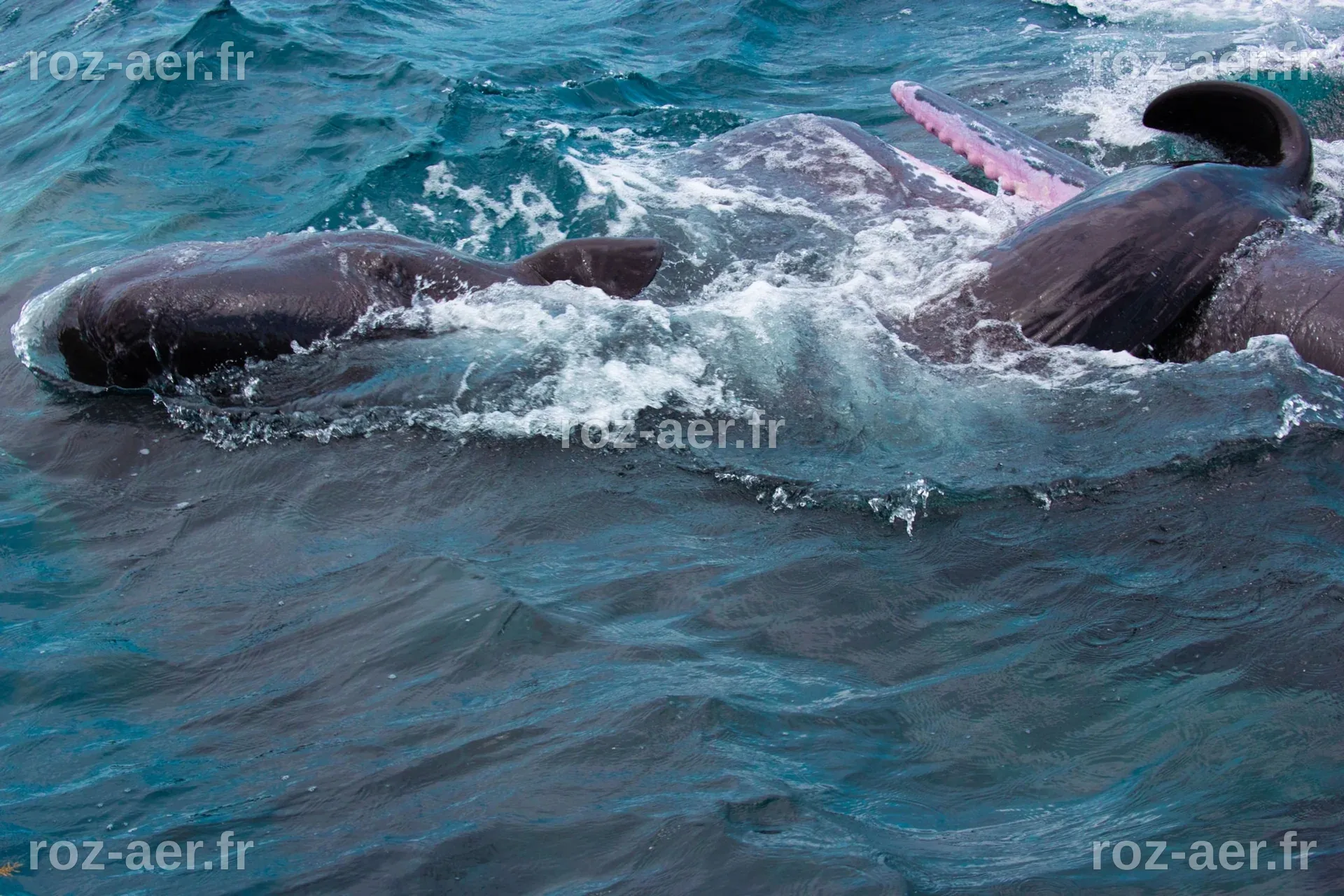 Extremely rare sperm whale birth caught on camera | National Geographic