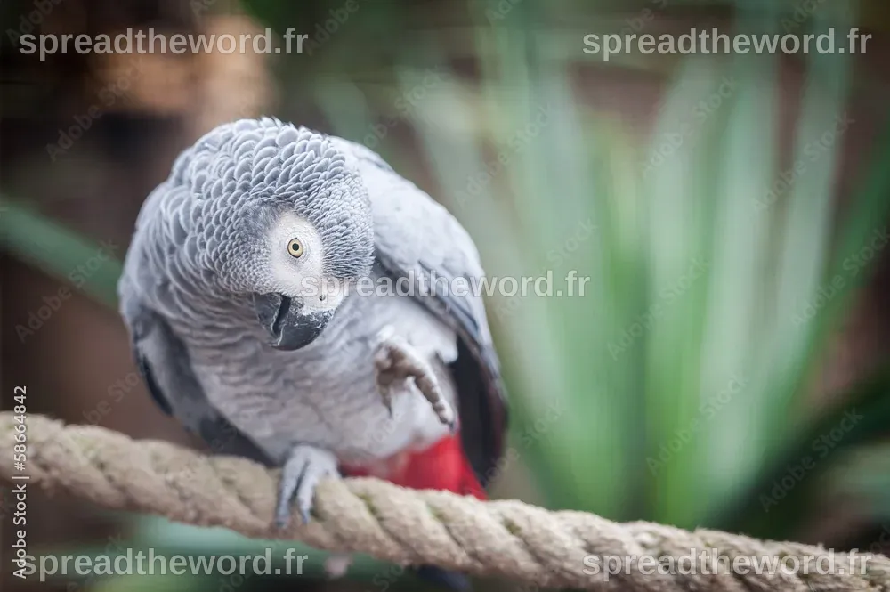 Perroquet gris du gabon Stock Photo | Adobe Stock