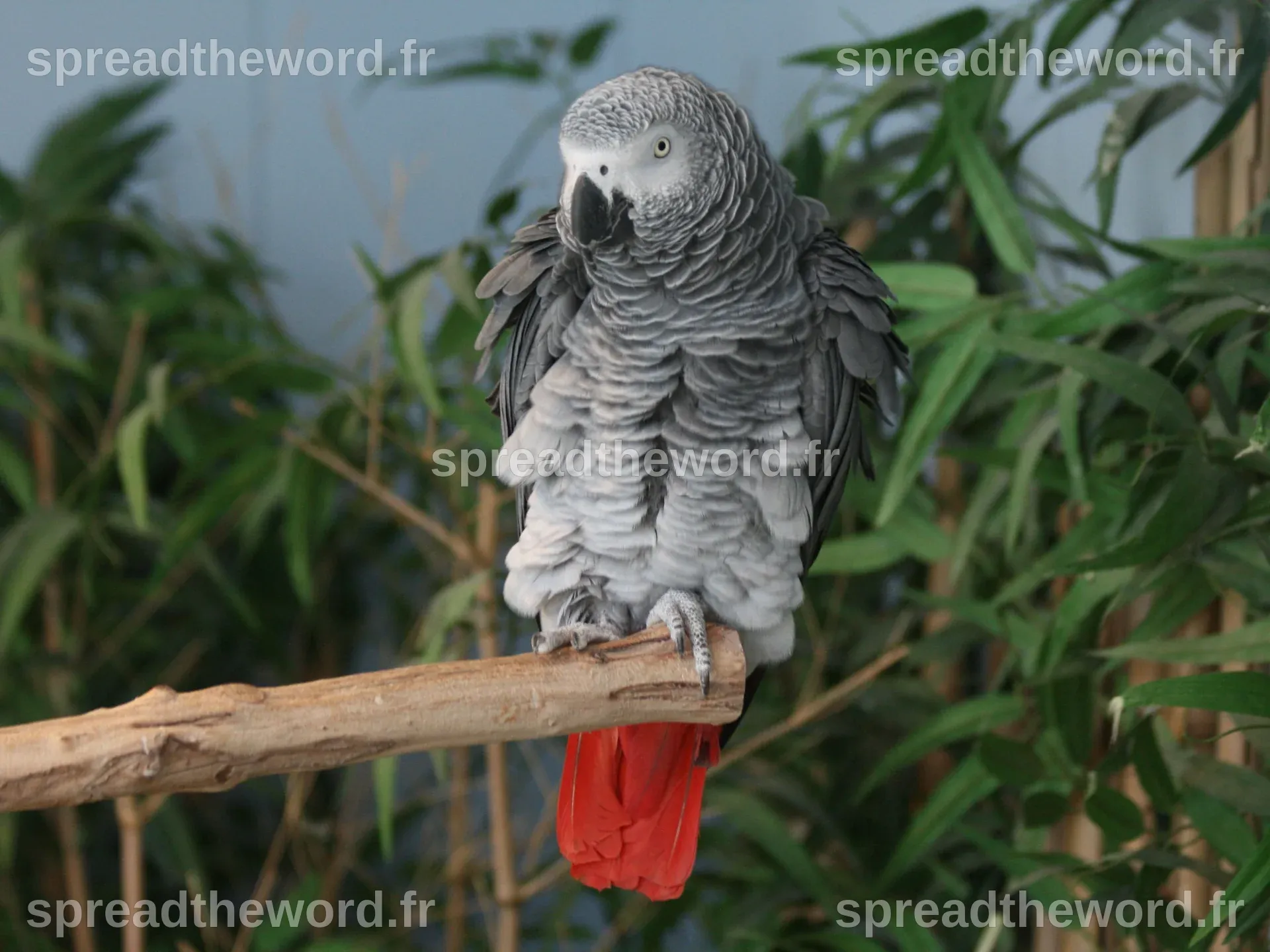Prix perroquet gris du gabon – Artofit