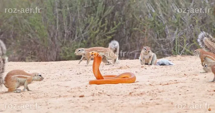 Une Cobra, Plusieurs Écureuils et un Mangouste : Une Affrontement Sauvage