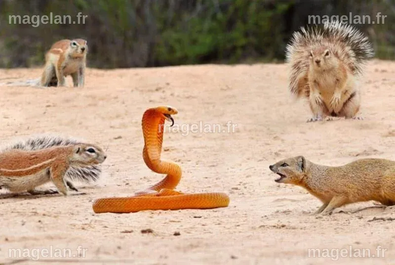 Watch: Squirrels and mongoose bully cobra - UPI.com